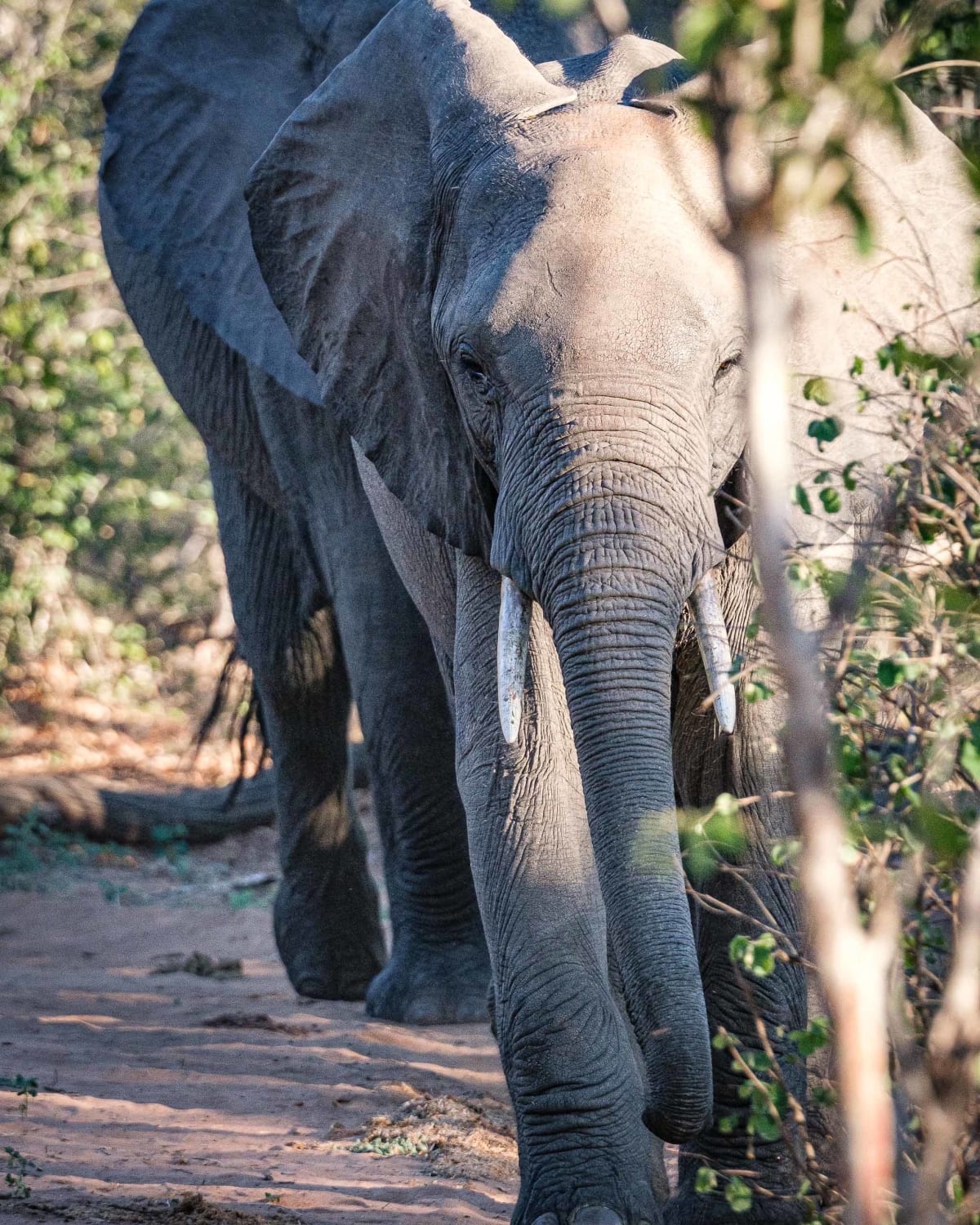 Wildlife in Chobe National Park